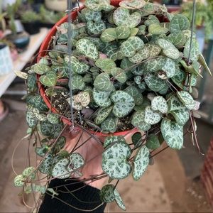 String of hearts | 6 inch pot | hanging succulent plant